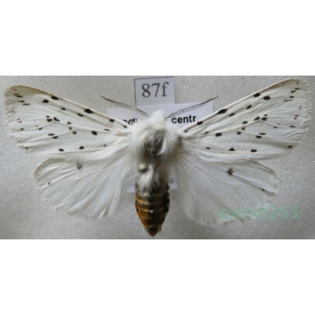 Spilosoma lubricipeda (Linnaeus, 1758) Szewnica miętówka Czech87f